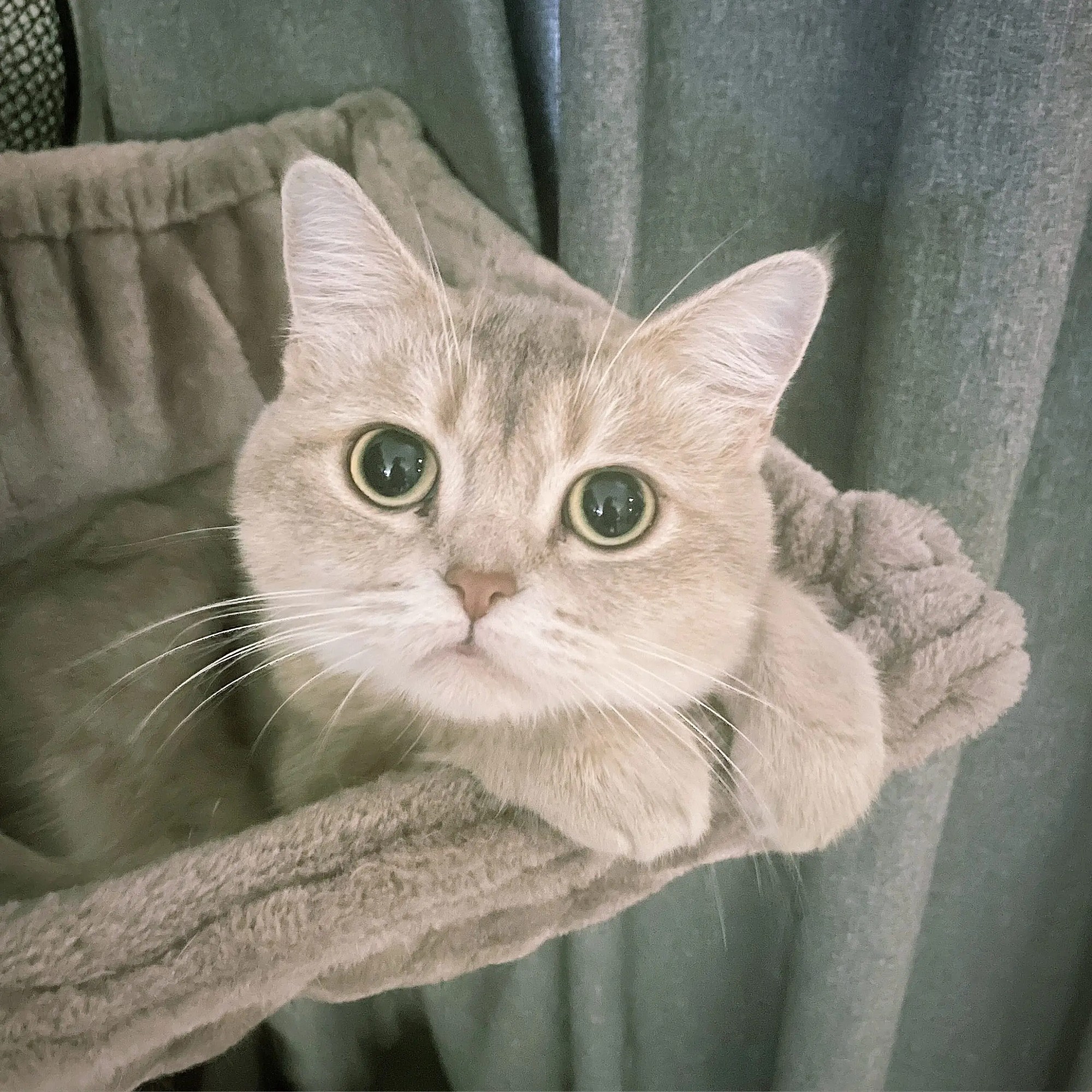 Waar op Letten bij de Britse Korthaar - Bezichtiging en Aanschaf