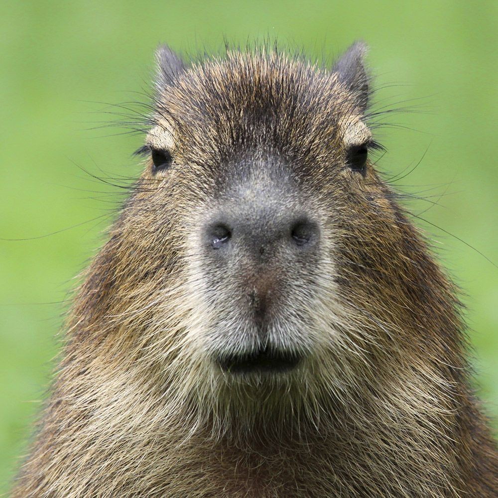 Capibara’s: de zachtaardige reuzen van het dierenrijk