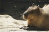 Simpele Cappiebara thumbnail 2